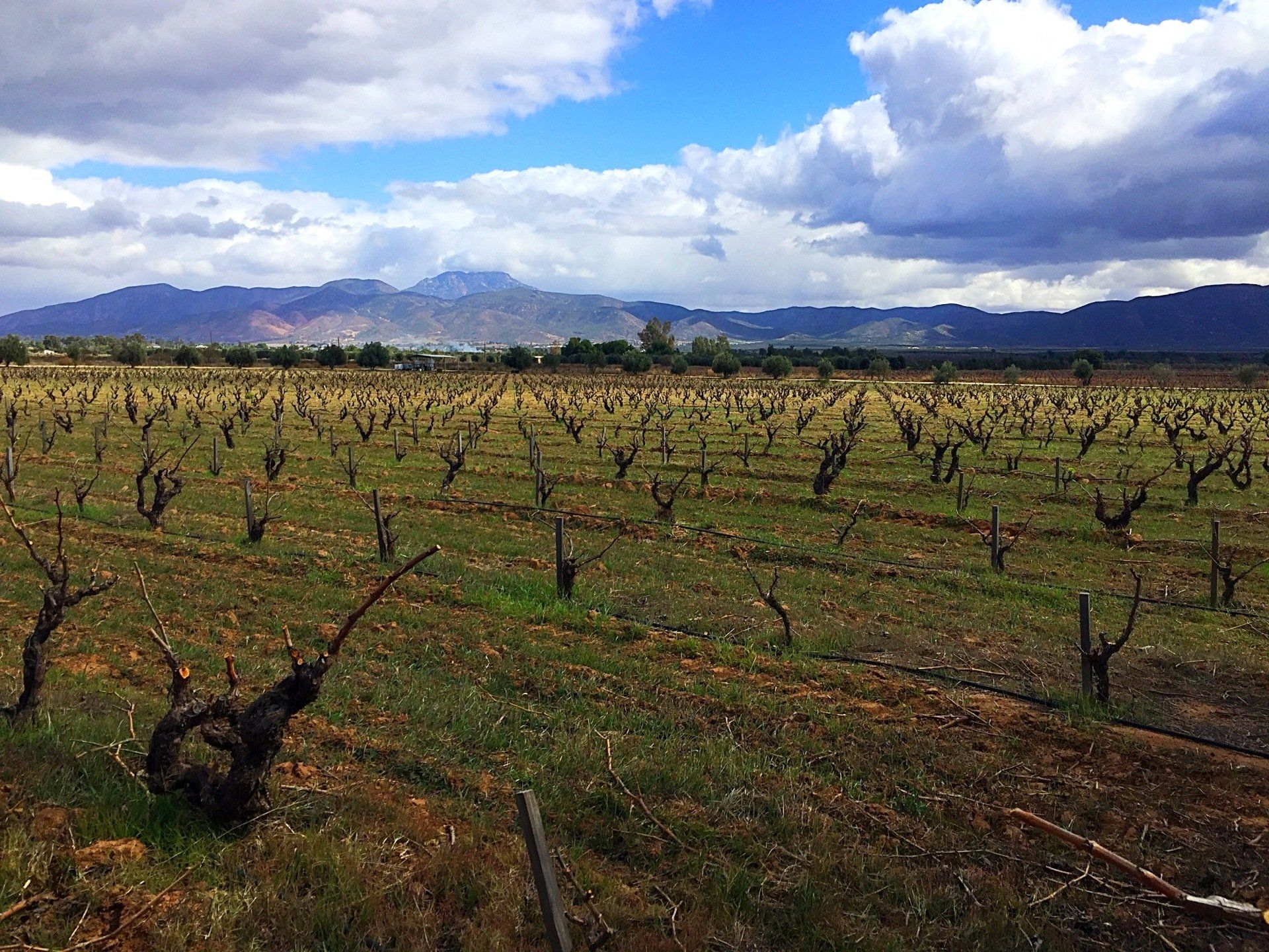 a vineyard with mountains in the background on a cloudy day