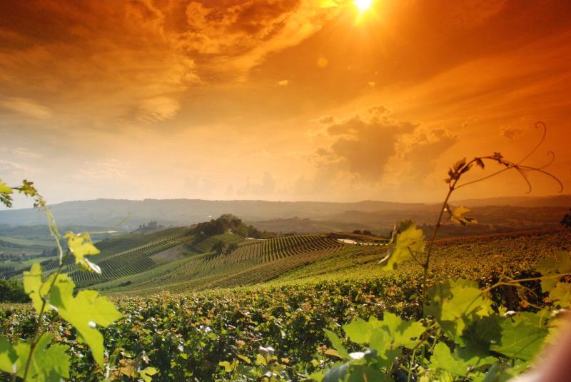 the sun is setting over a vineyard with a sunset in the background .