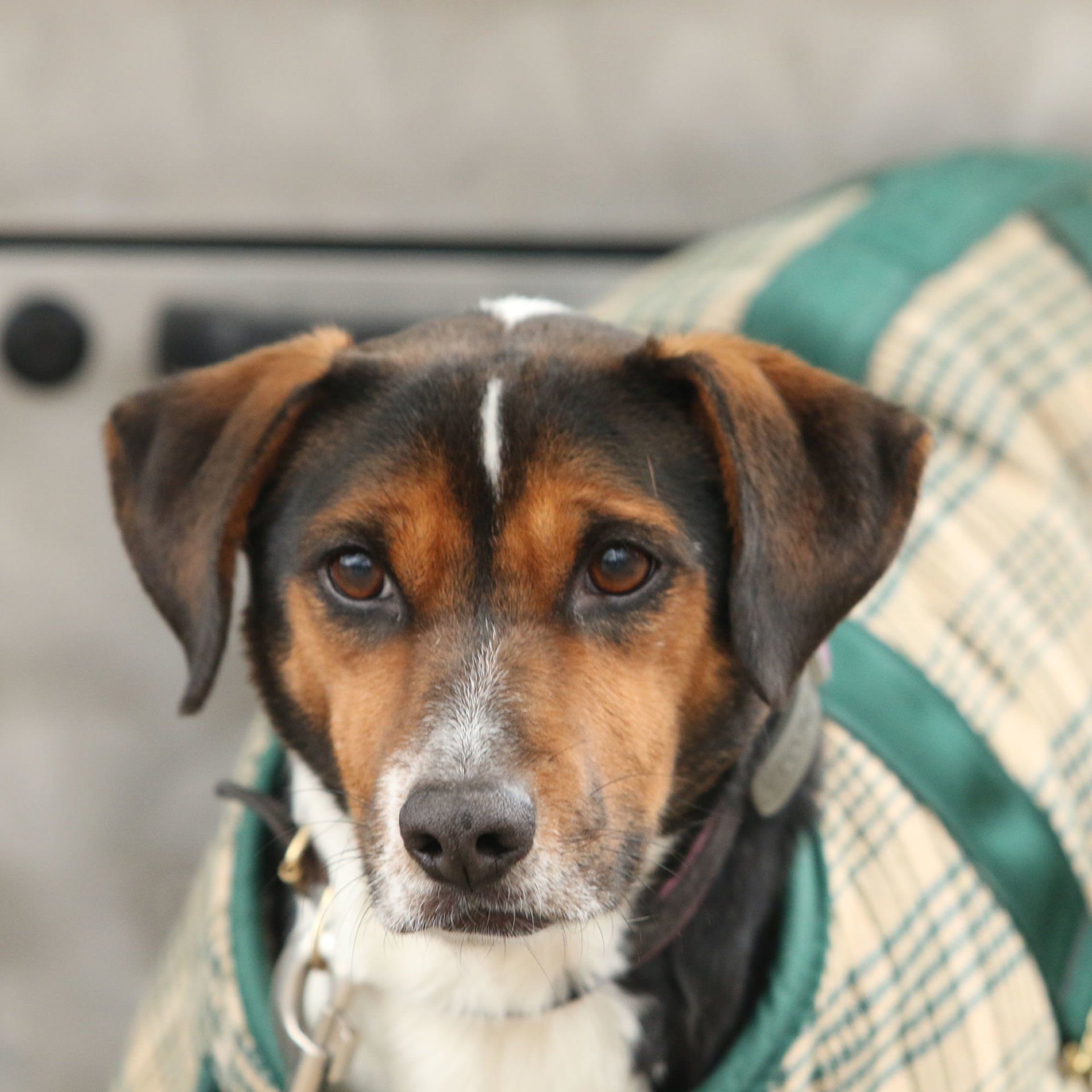 Maddie, Truck Dog #2