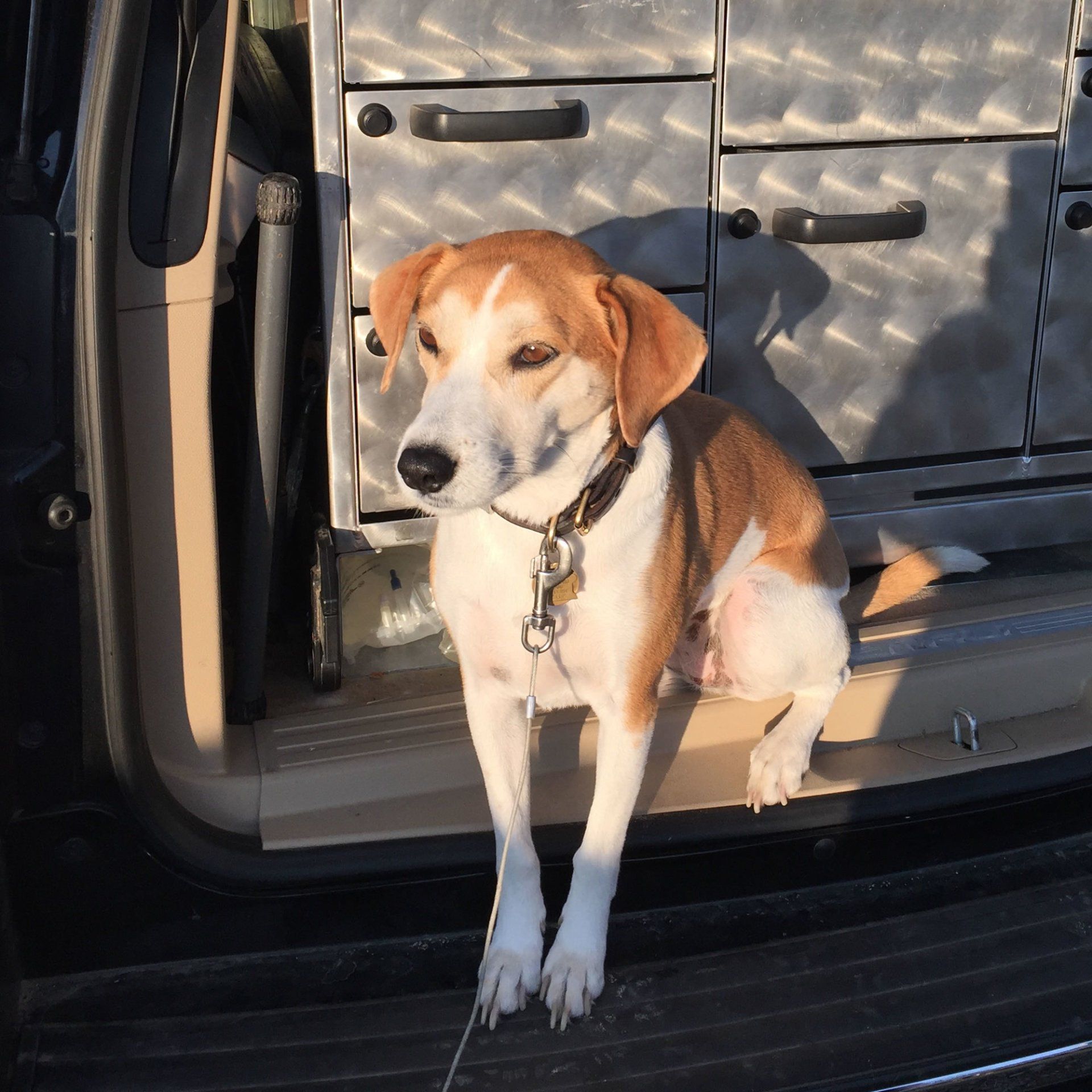 Penny, Truck Dog #1