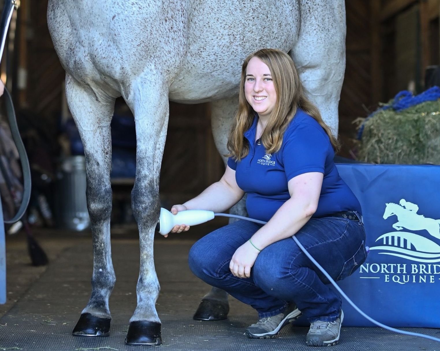 Equine shockwave therapy