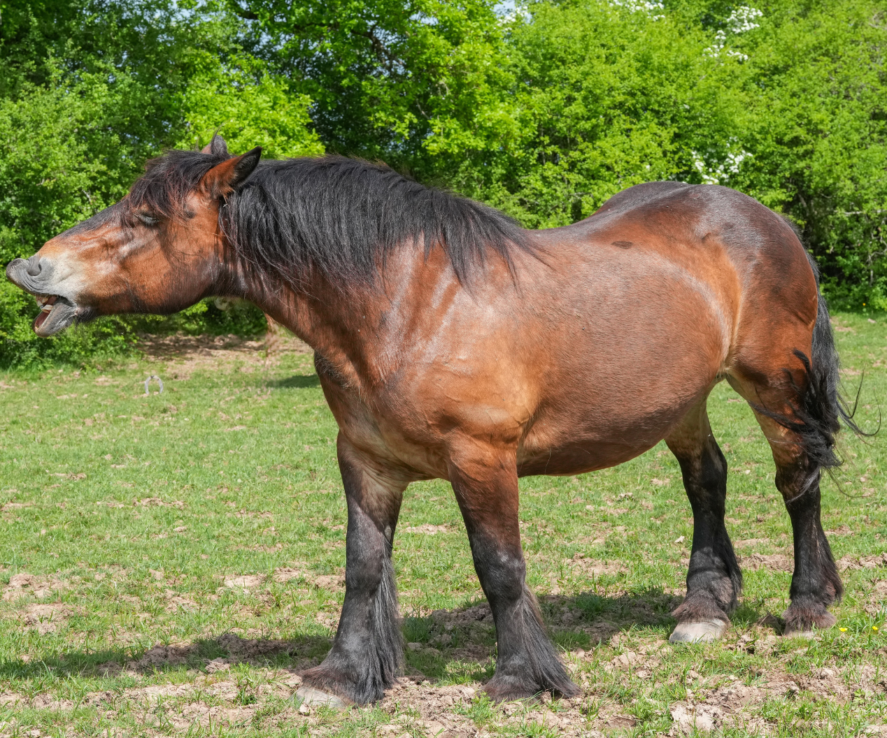 Overweight horse with cresty neck and regional fat deposits, illustrating common signs of EMS