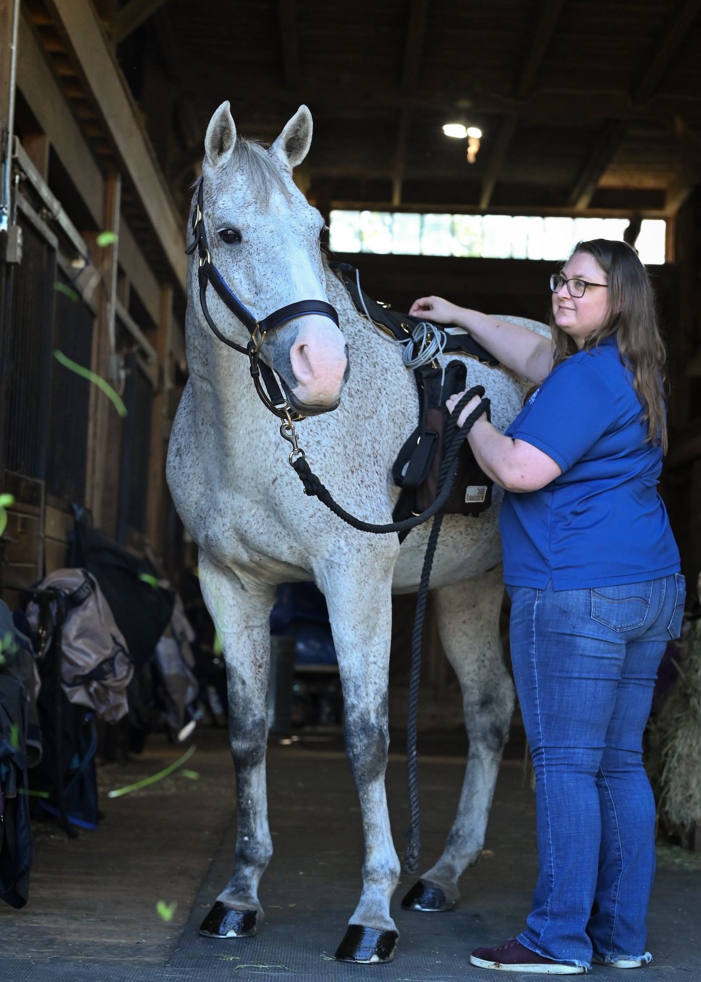 Chiropractic services for equine photo
