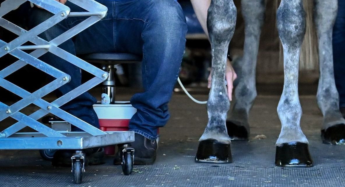 Sport horse and rider jumping a green show fence during competition, showing athletic performance