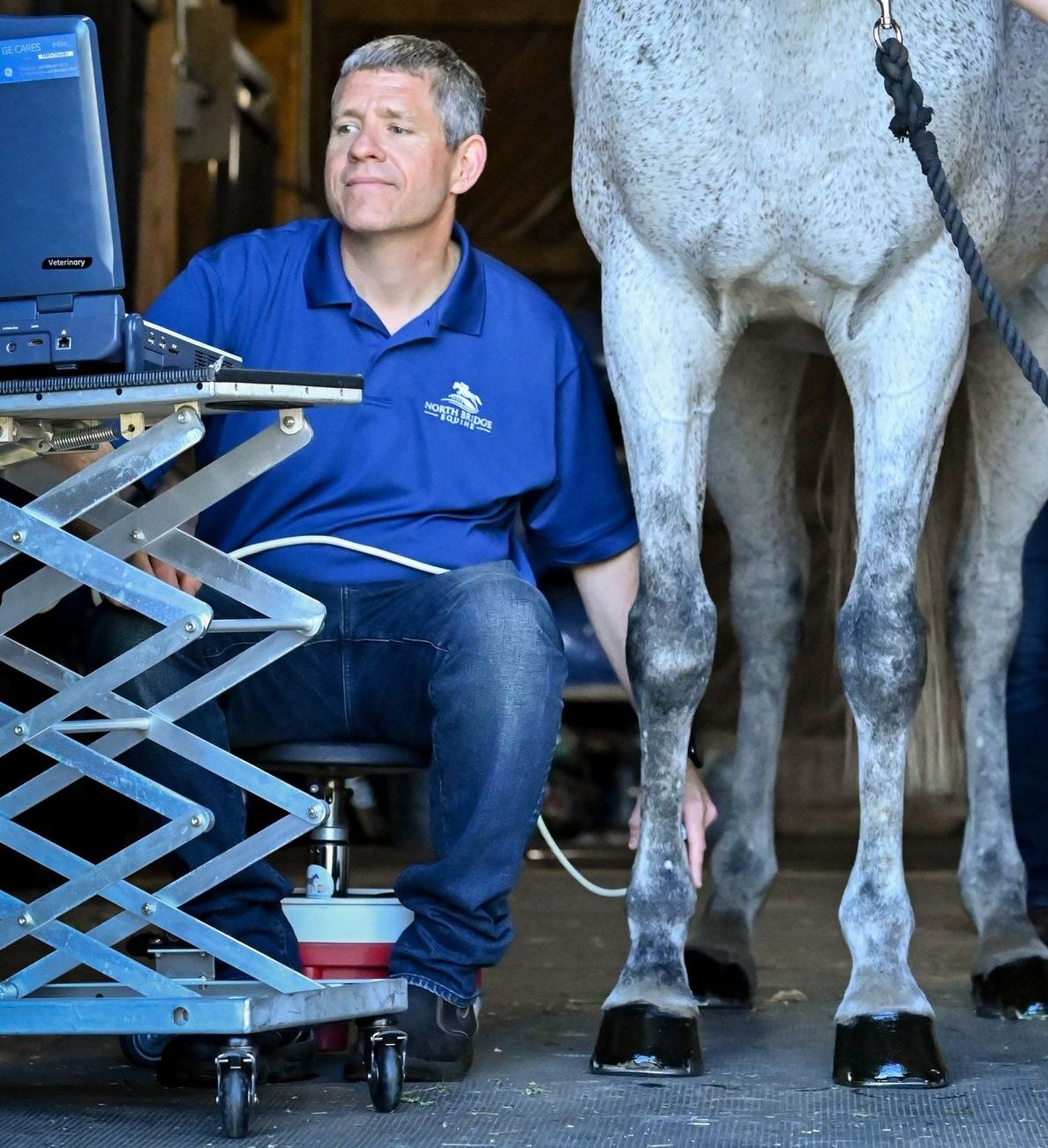Sport horse and rider jumping a green show fence during competition, showing athletic performance