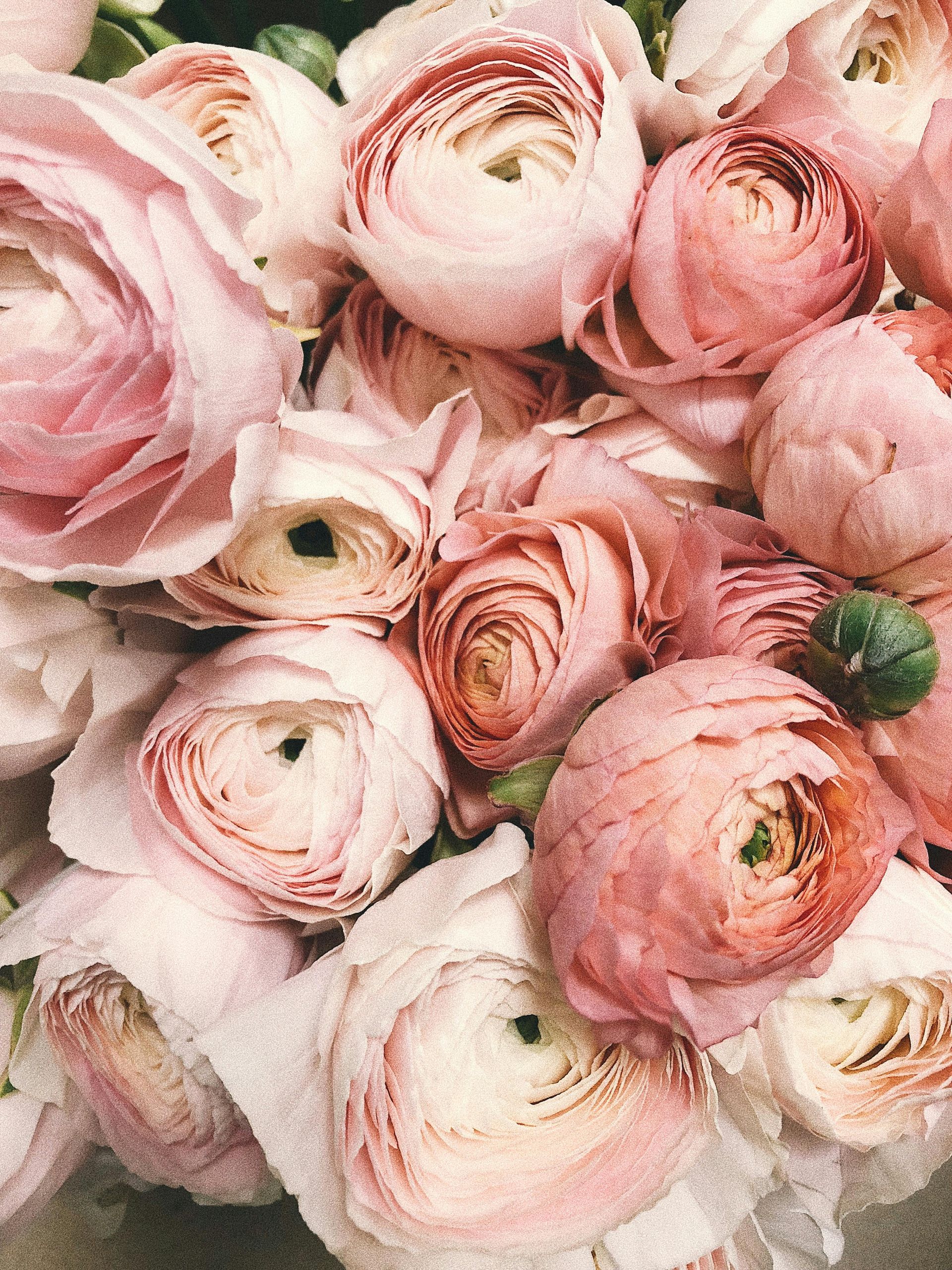 Close-up of a bouquet of pink and peach ranunculus flowers.