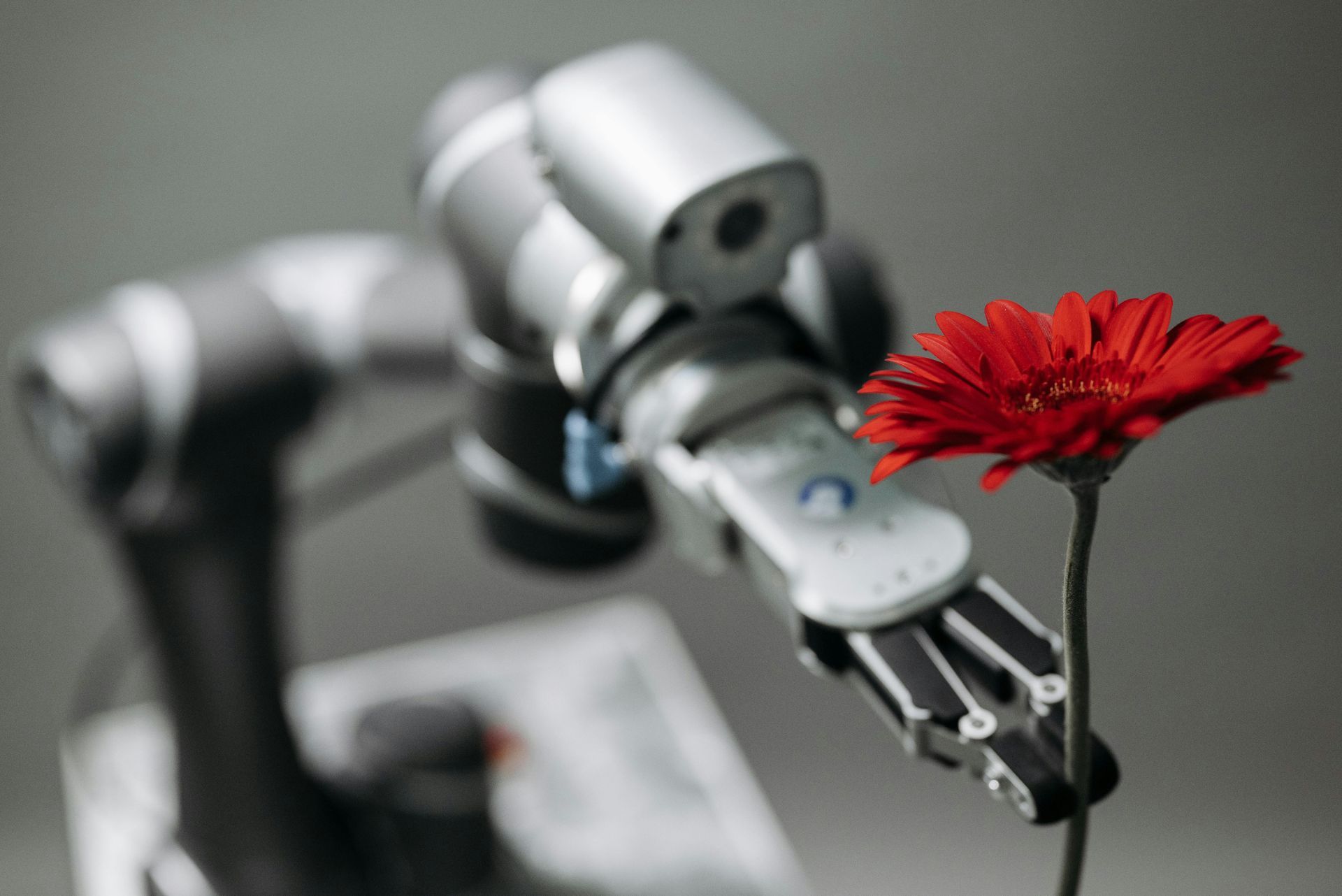 Robot arm delicately holding a vibrant red gerbera daisy against a gray backdrop.