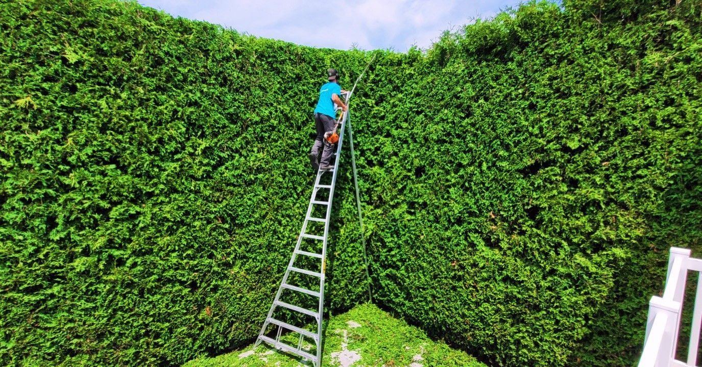 Un homme est debout sur une échelle en train de couper une haie.