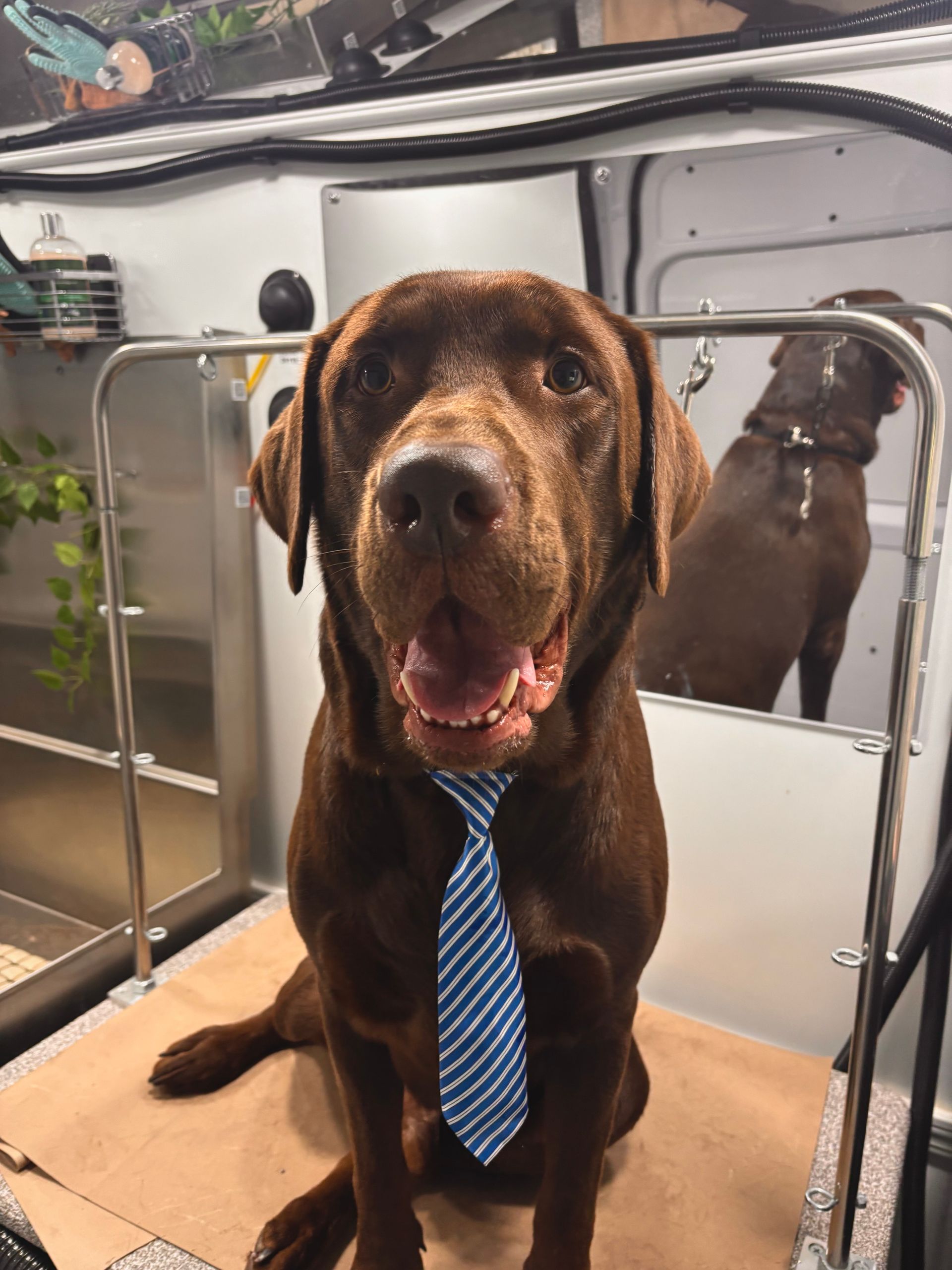 Chocolate Labrador wearing a blue tie, sitting in a metal enclosure. A second dog is visible in the background.