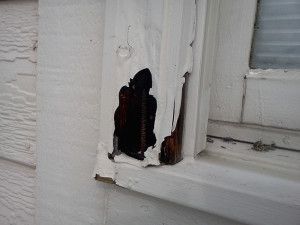 Dry Rot picture