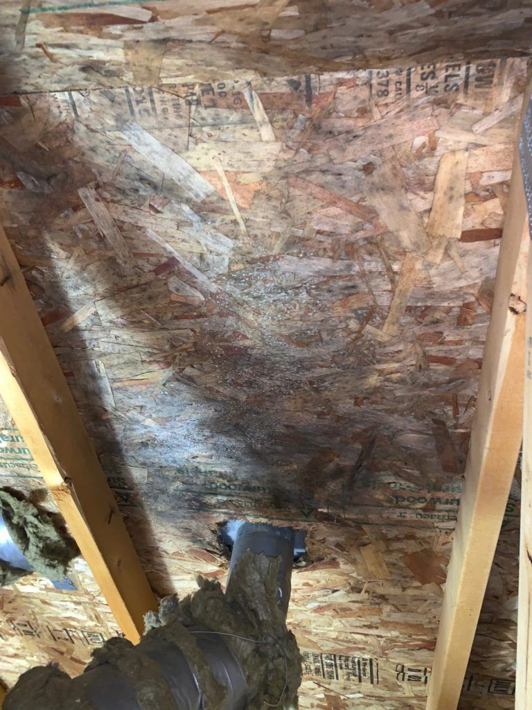 mold remediation before 