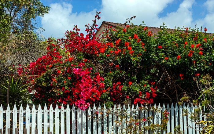 White picket fence with red flowers and lush green bushes behind.