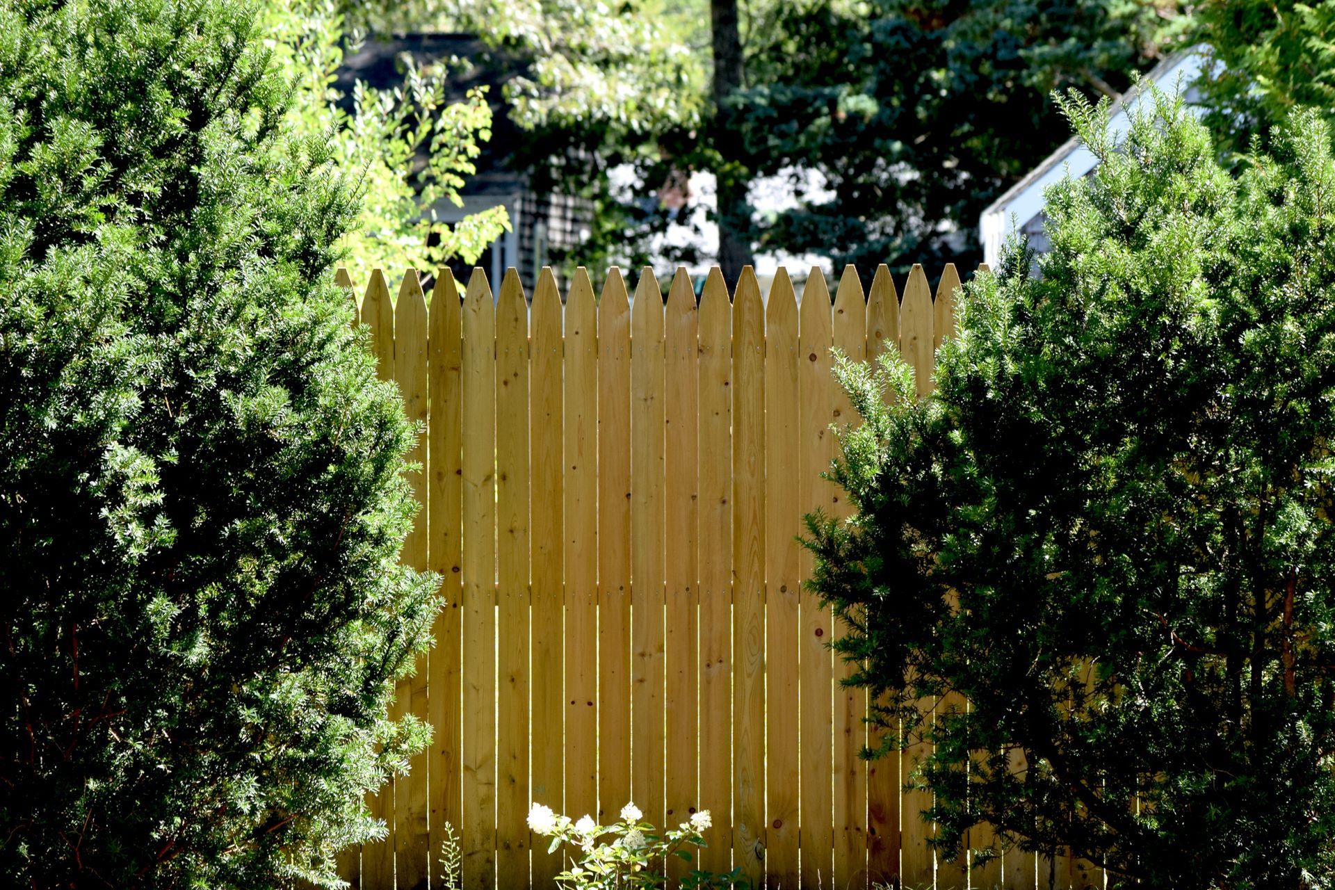 Light wooden picket fence framed by tall evergreen bushes in a residential yard.