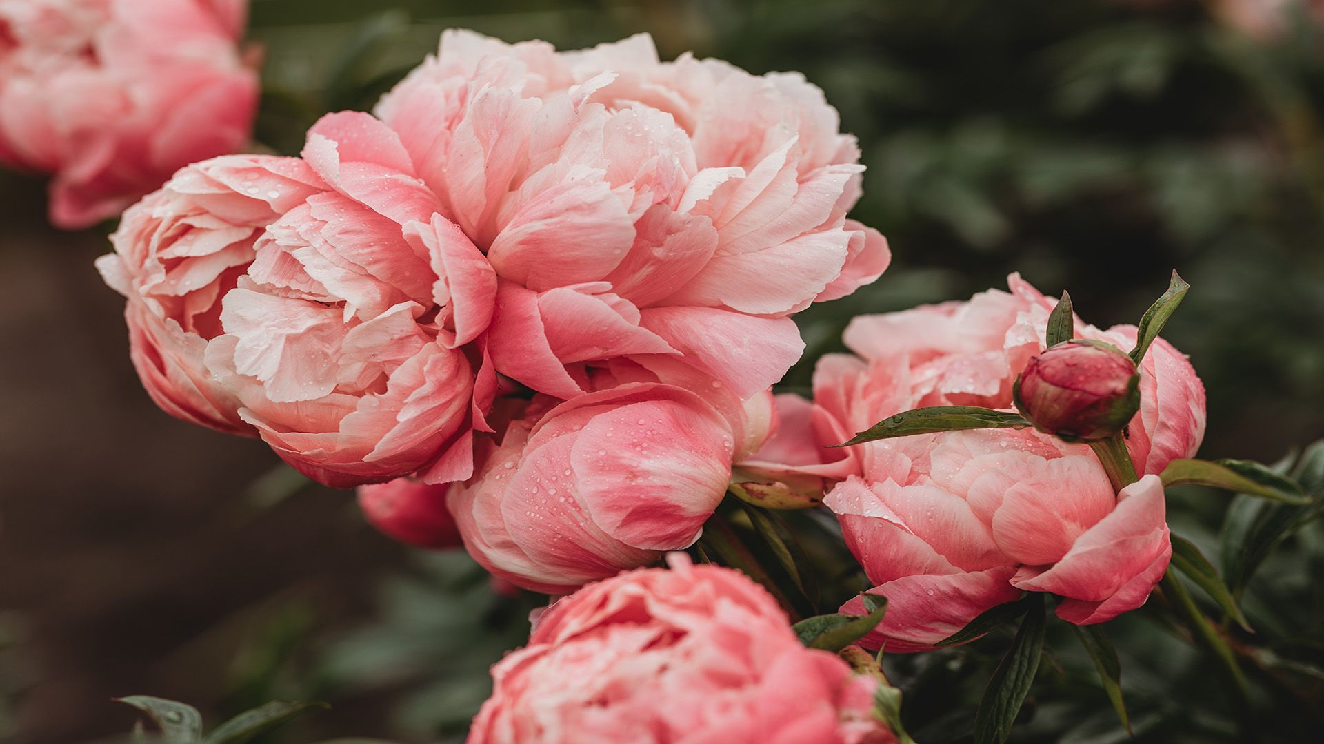 A close up of a bouquet of pink flowers with green leaves.