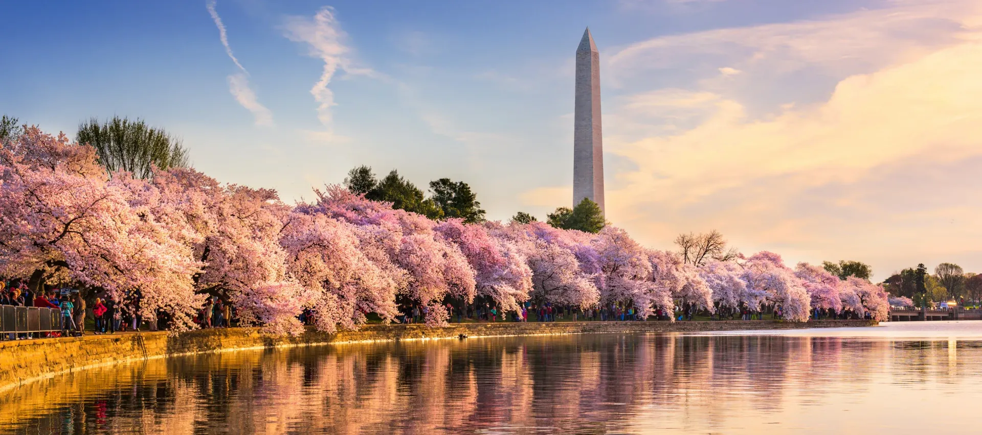 The cherry blossoms in washington d.c. are reflected in the water.