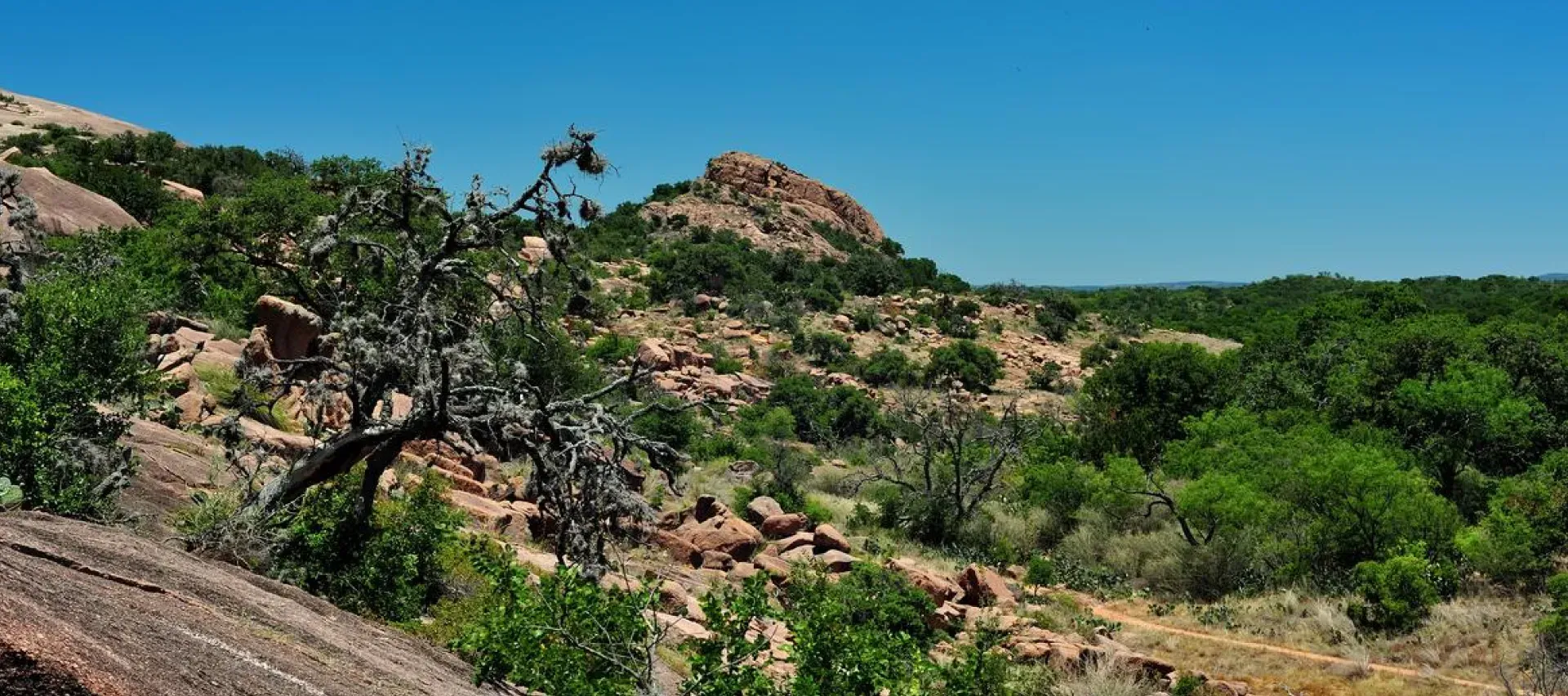 A tree in the middle of a desert landscape with a mountain in the background.