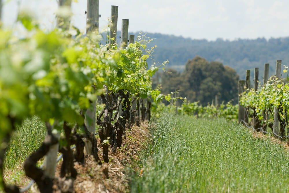 A row of vines growing in a vineyard with mountains in the background — Coastal Vibez In Hunter Valley, NSW