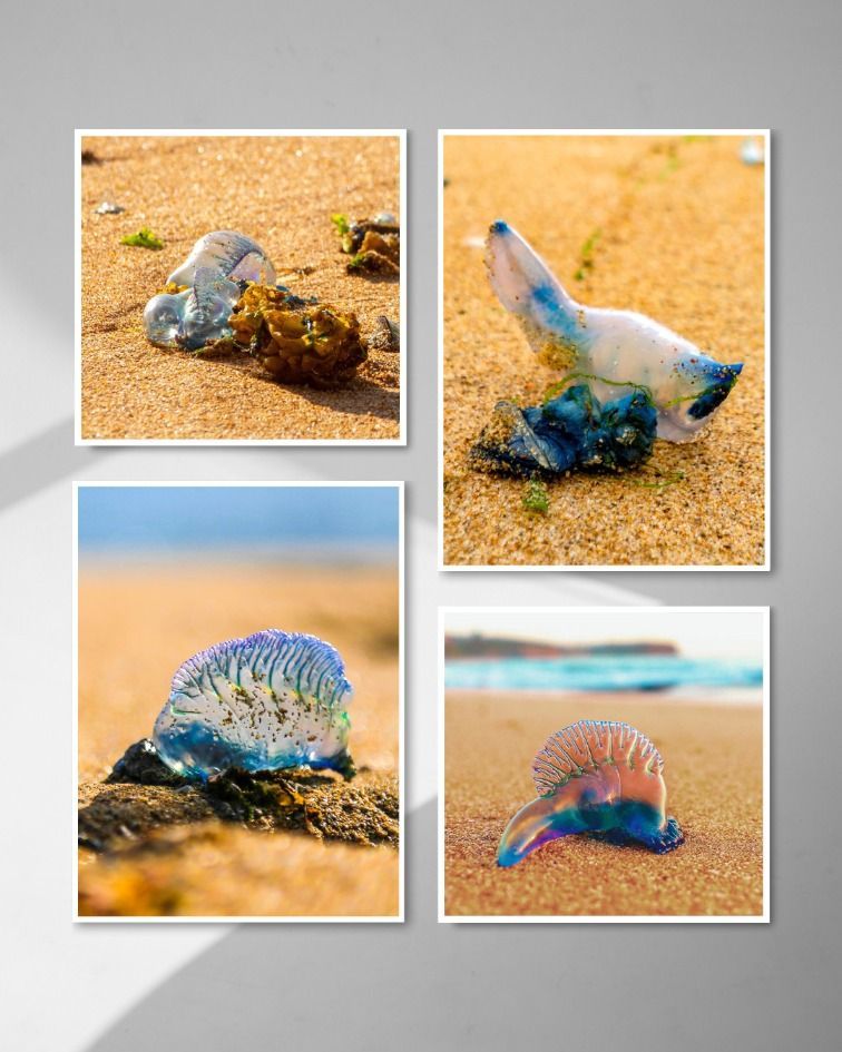 A Collage Of Four Pictures Of Jellyfish On A Beach — Coastal Vibez In The Entrance, NSW