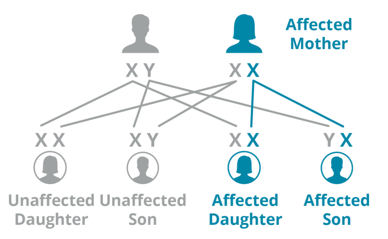 A Punnett square illustrates sex-linked inheritance, with an affected mother and her children's genotypes.