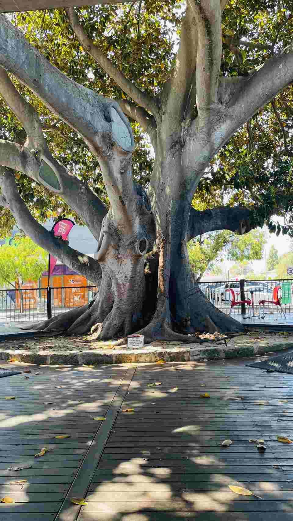 Thai Golden Hands Fig Tree exterior