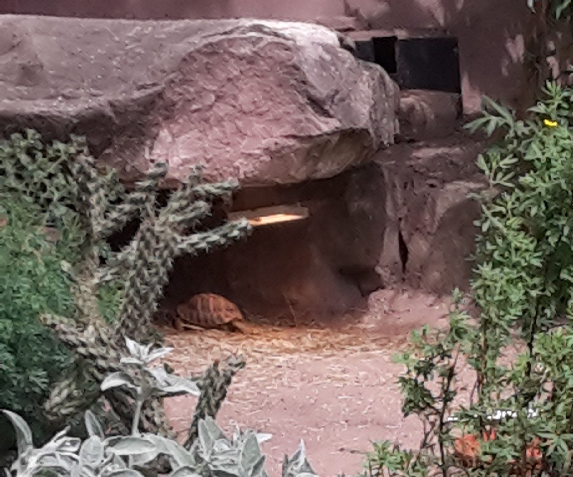 Schildkröten sind ektotherme Tiere