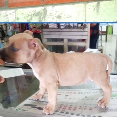 Veterinaria Mundo de Mascotas