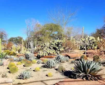 A desert filled with lots of cactus and agave plants on a sunny day.