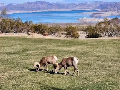 Two rams are grazing in a grassy field with a lake in the background.