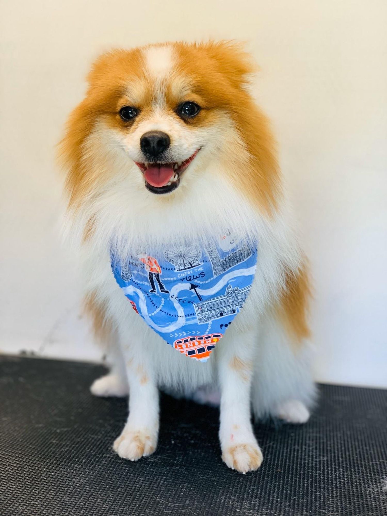 A pomeranian dog wearing a bandana is sitting on a table.