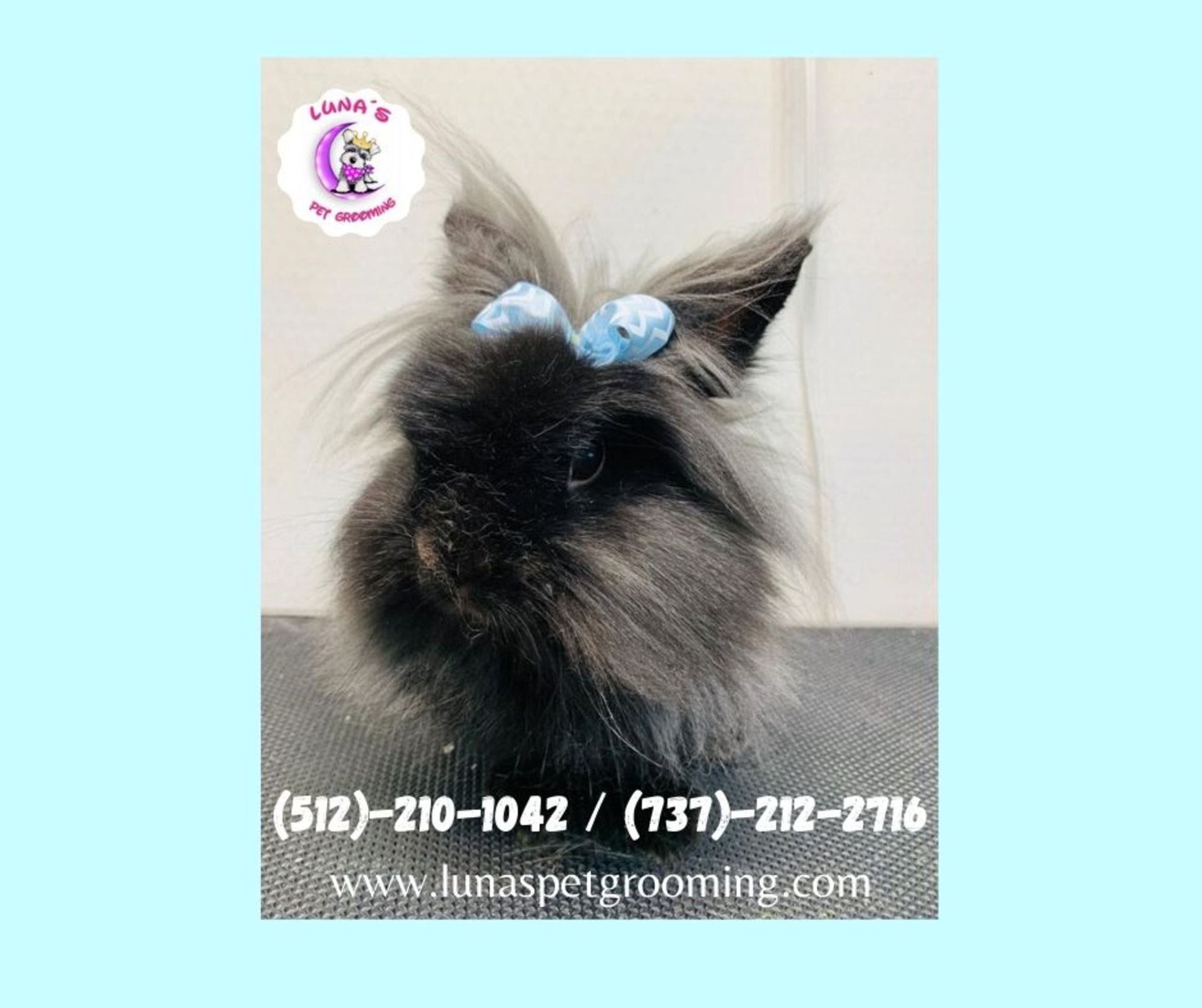 A black cat with a blue bow on its head