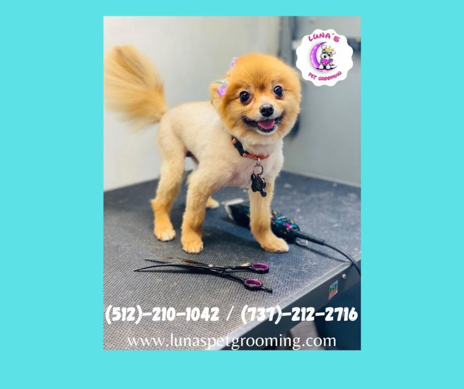A pomeranian dog is standing on a grooming table