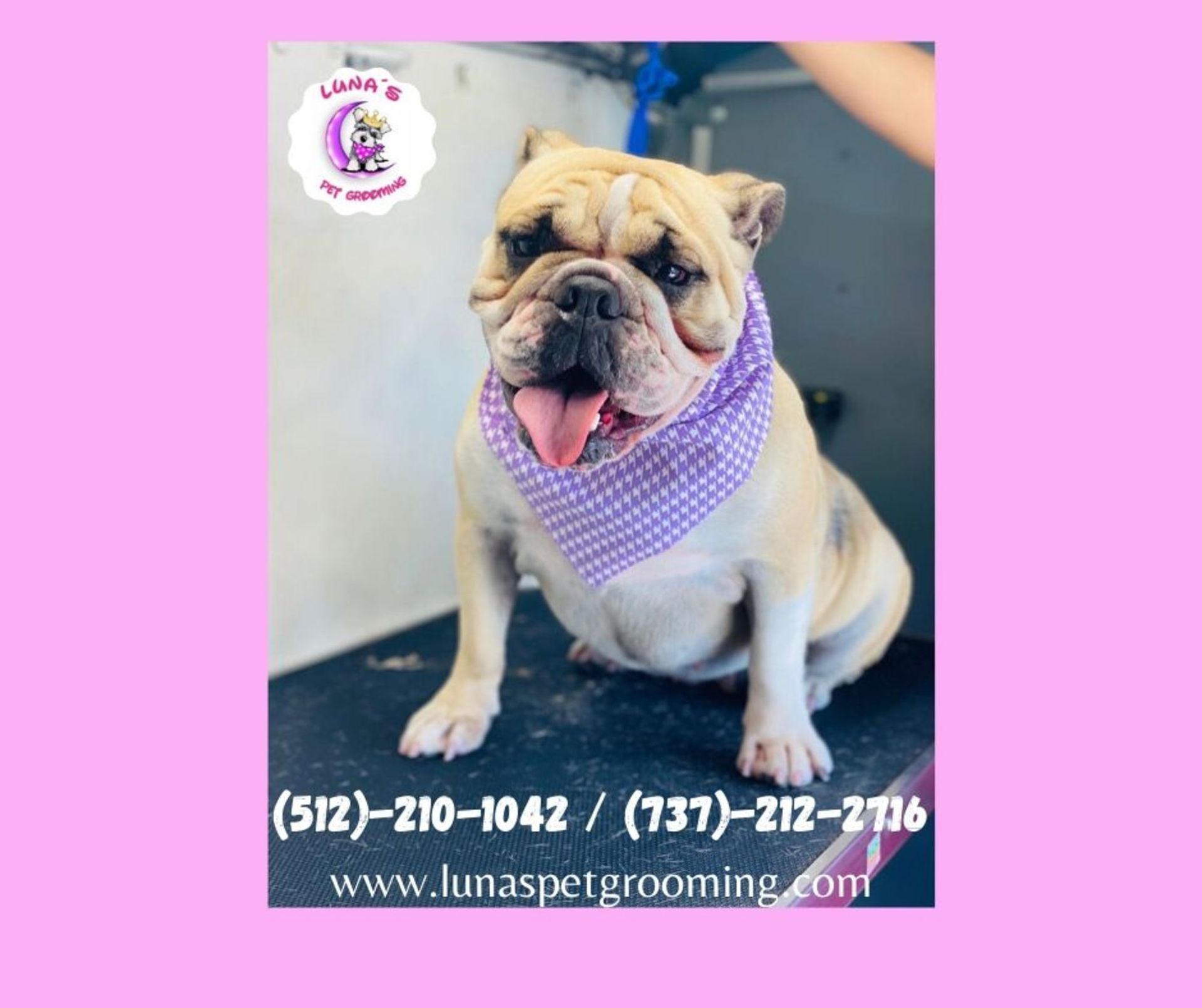 A bulldog wearing a purple bandana is sitting on a table