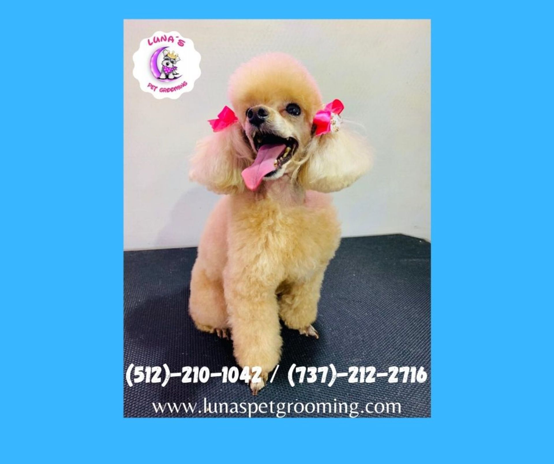 A small brown poodle with pink bows on its ears