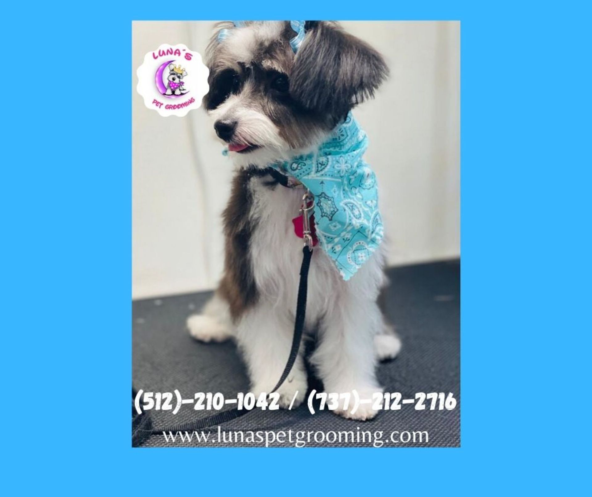 A small brown and white dog wearing a blue bandana