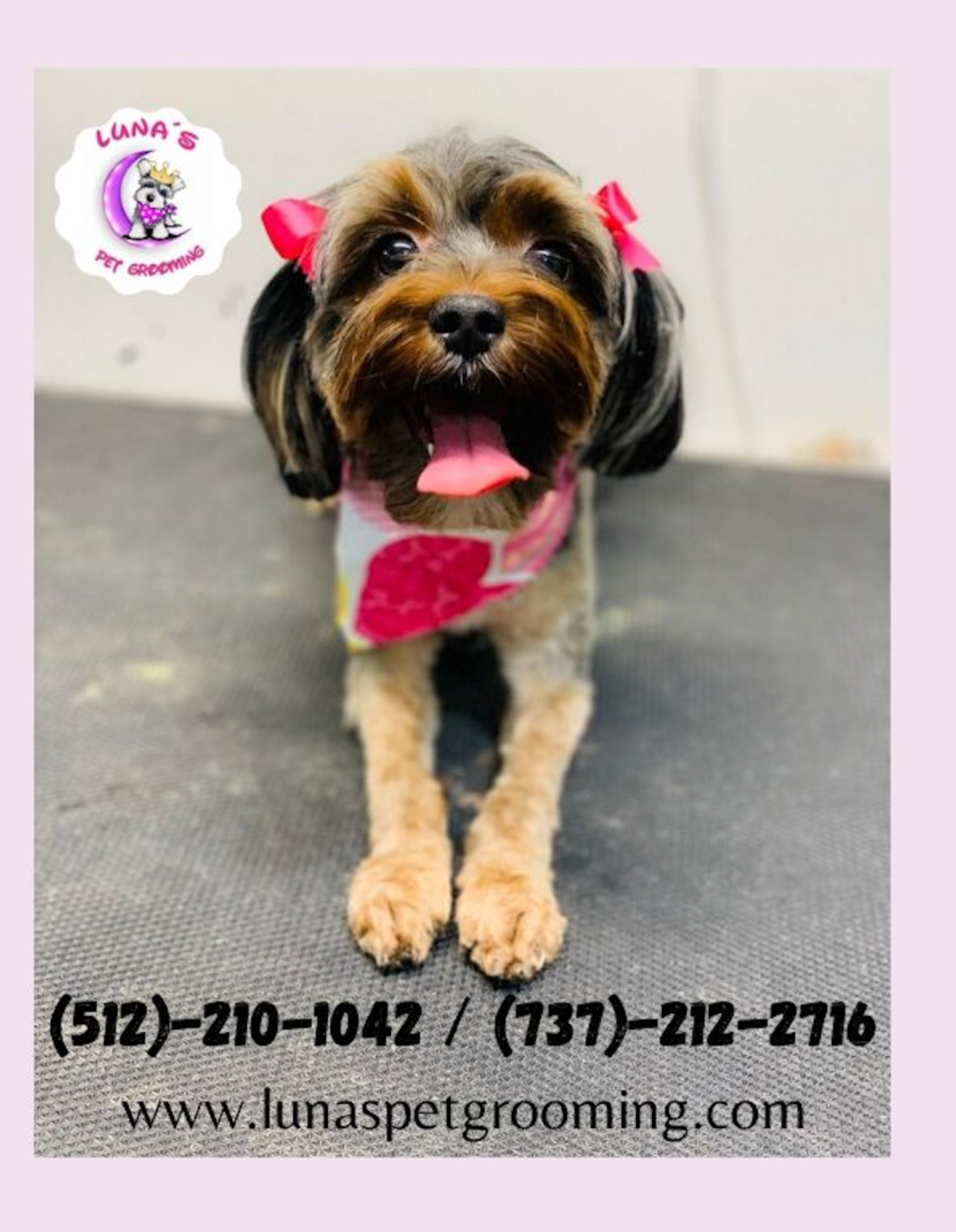 A small brown dog with a pink bandana around its neck