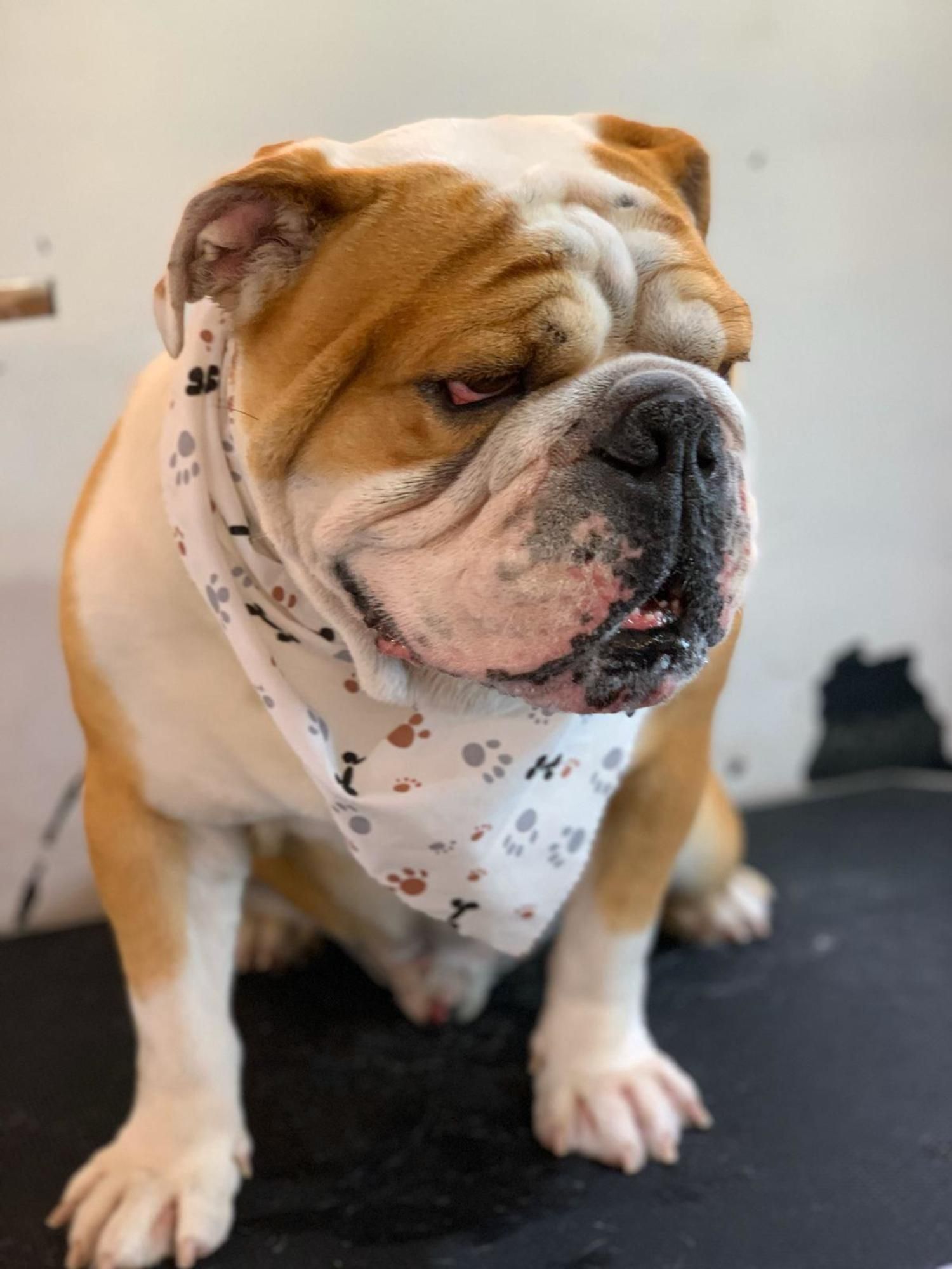 A brown and white bulldog wearing a bandana with paw prints on it