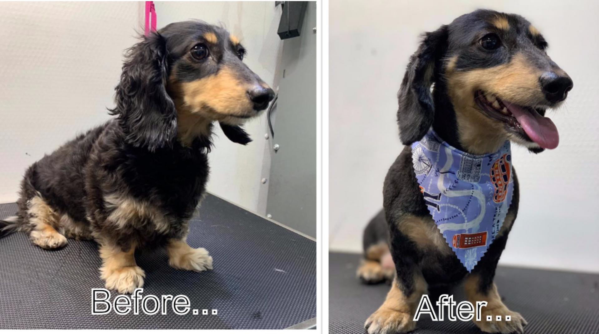 A before and after photo of a dachshund wearing a bandana