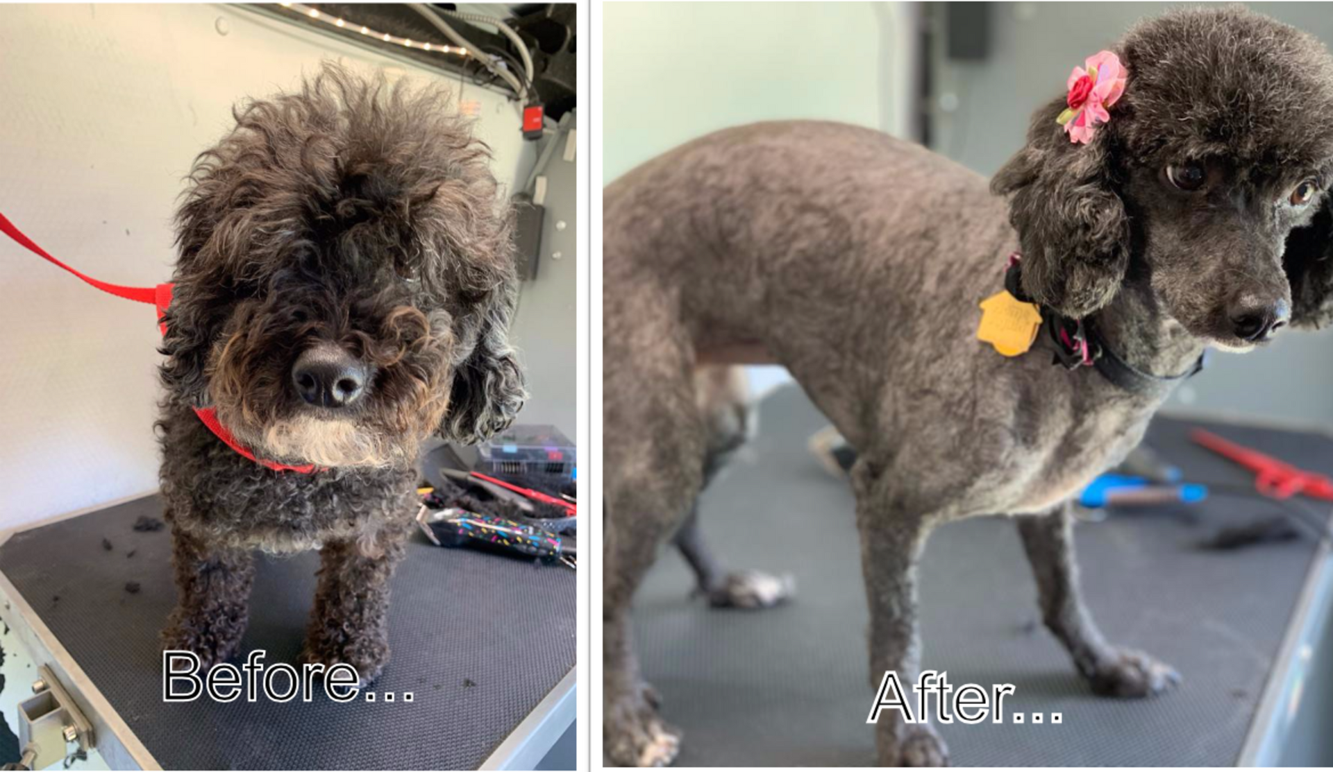 Two pictures of a poodle before and after being groomed