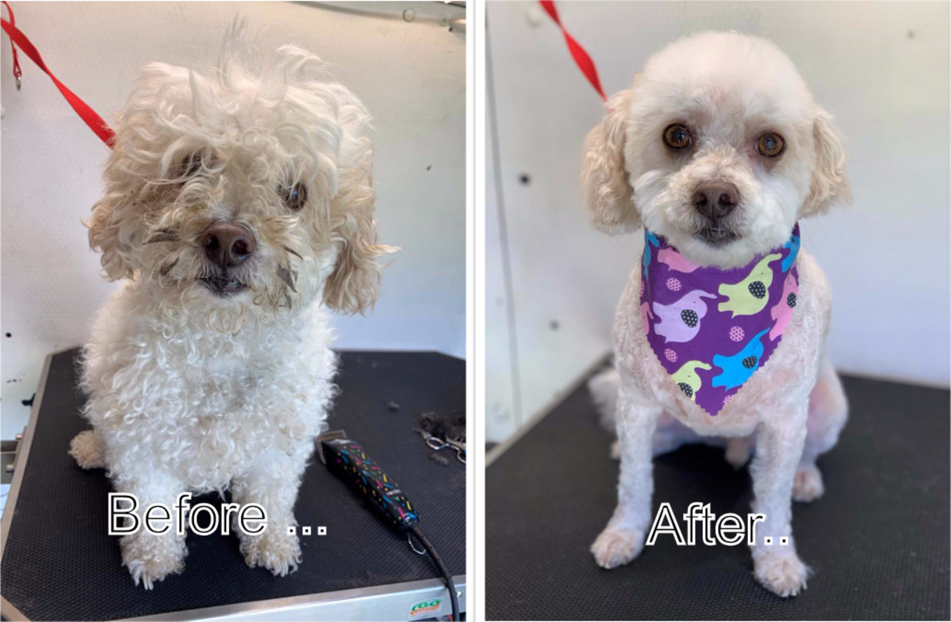 A before and after picture of a small white dog