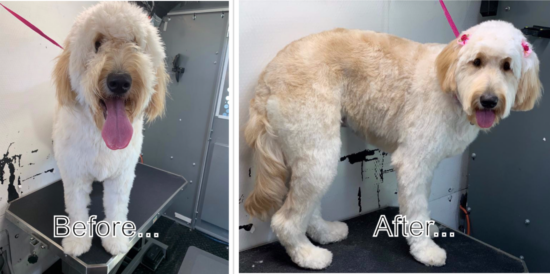 Two pictures of a dog before and after being groomed