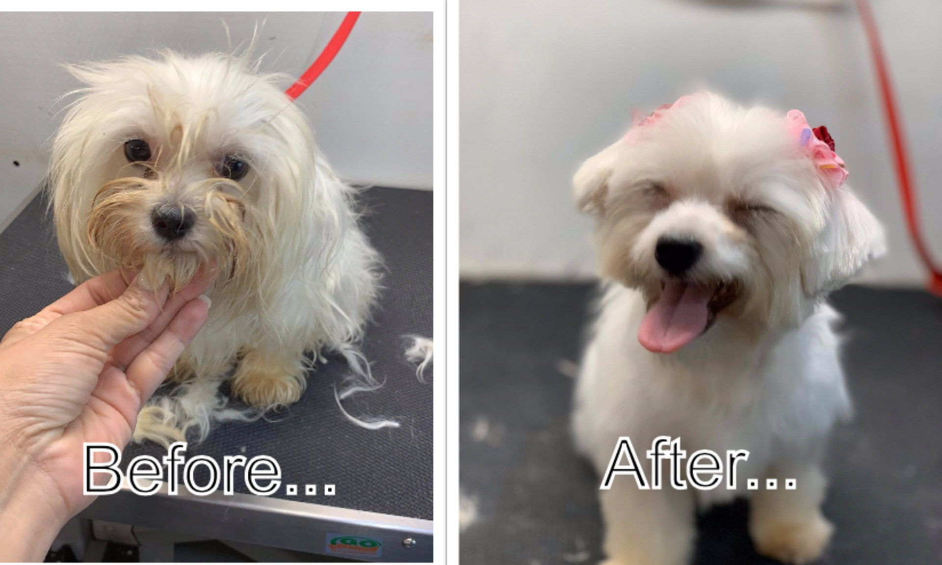 A before and after picture of a small white dog