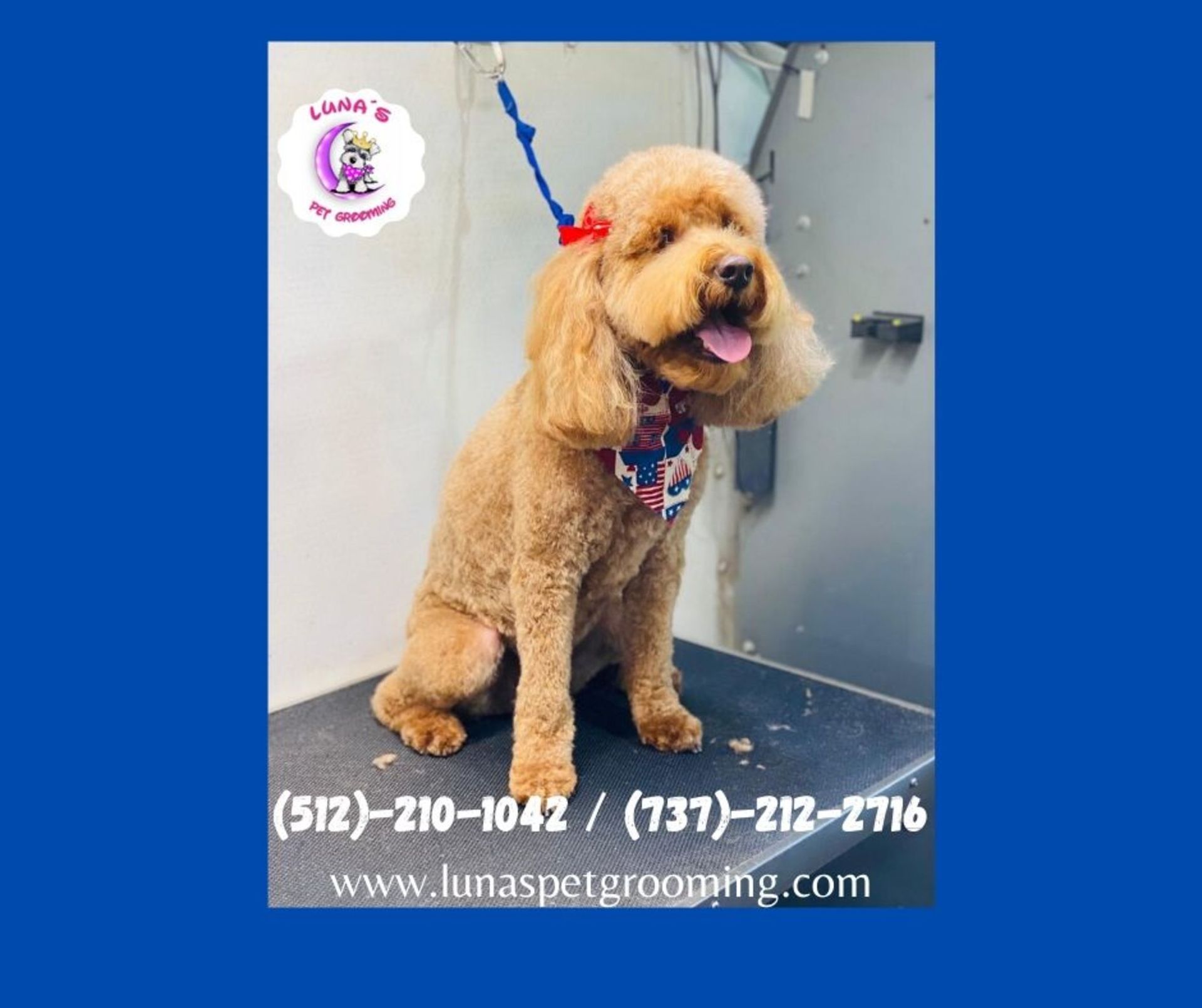 A small brown dog with a red white and blue bandana is sitting on a table