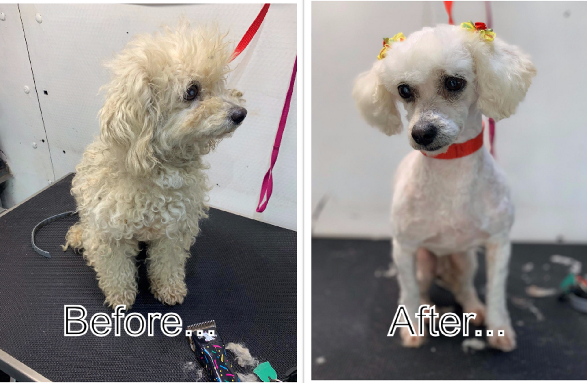 A picture of a poodle before and after being groomed