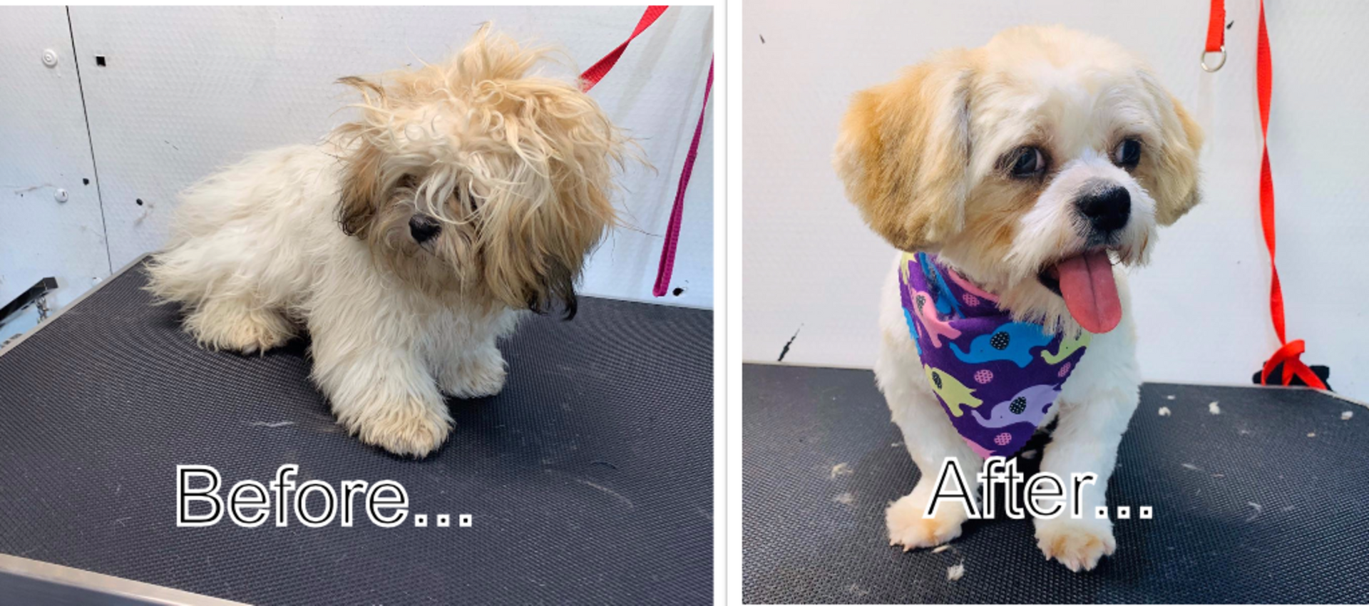 A before and after picture of a small dog