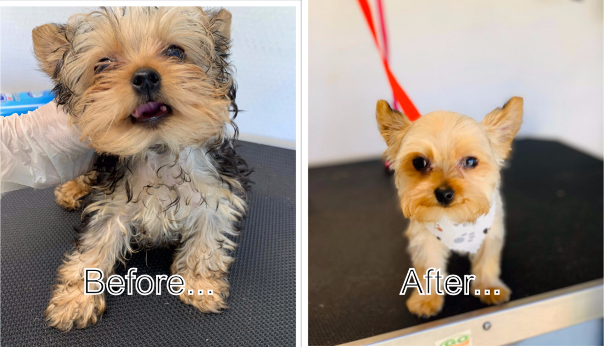 A picture of a dog before and after being groomed