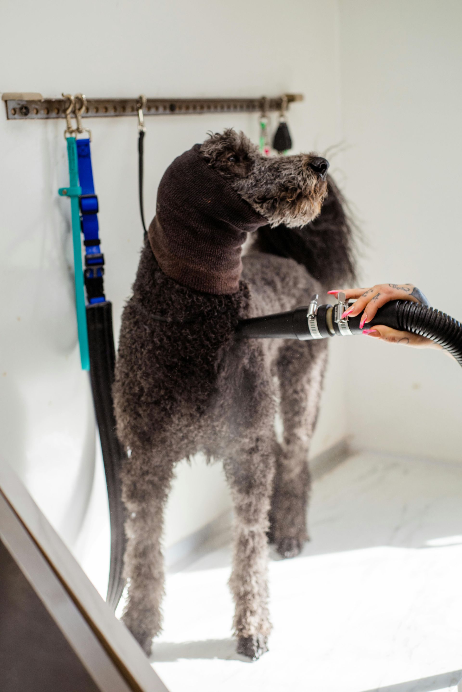 A person is blow drying a dog with a hose