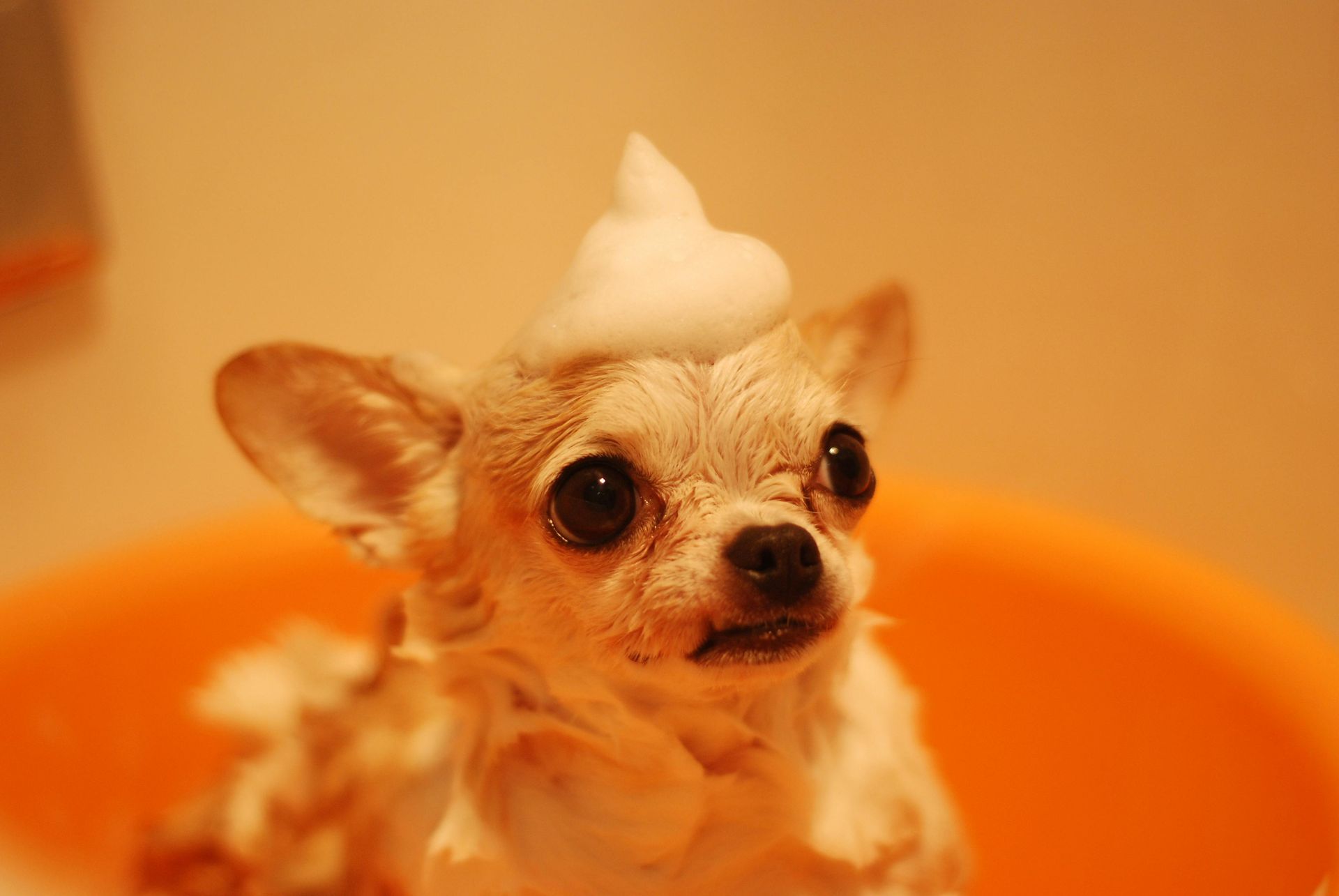 A small dog is taking a bath with foam on its head