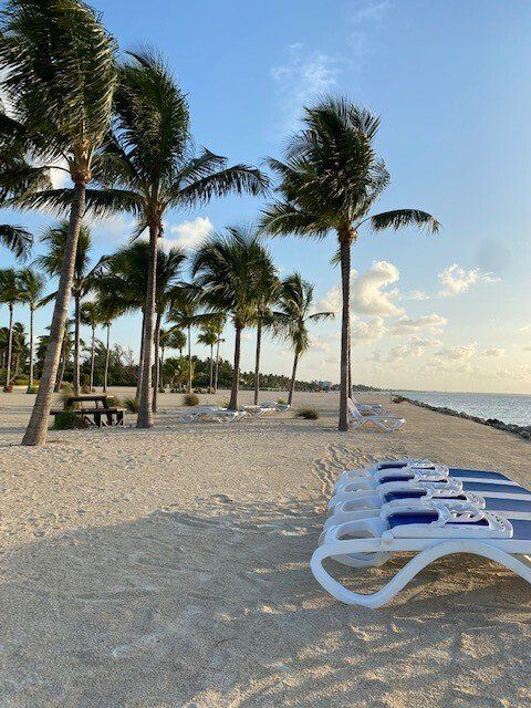 A beach with palm trees and chairs in the sand