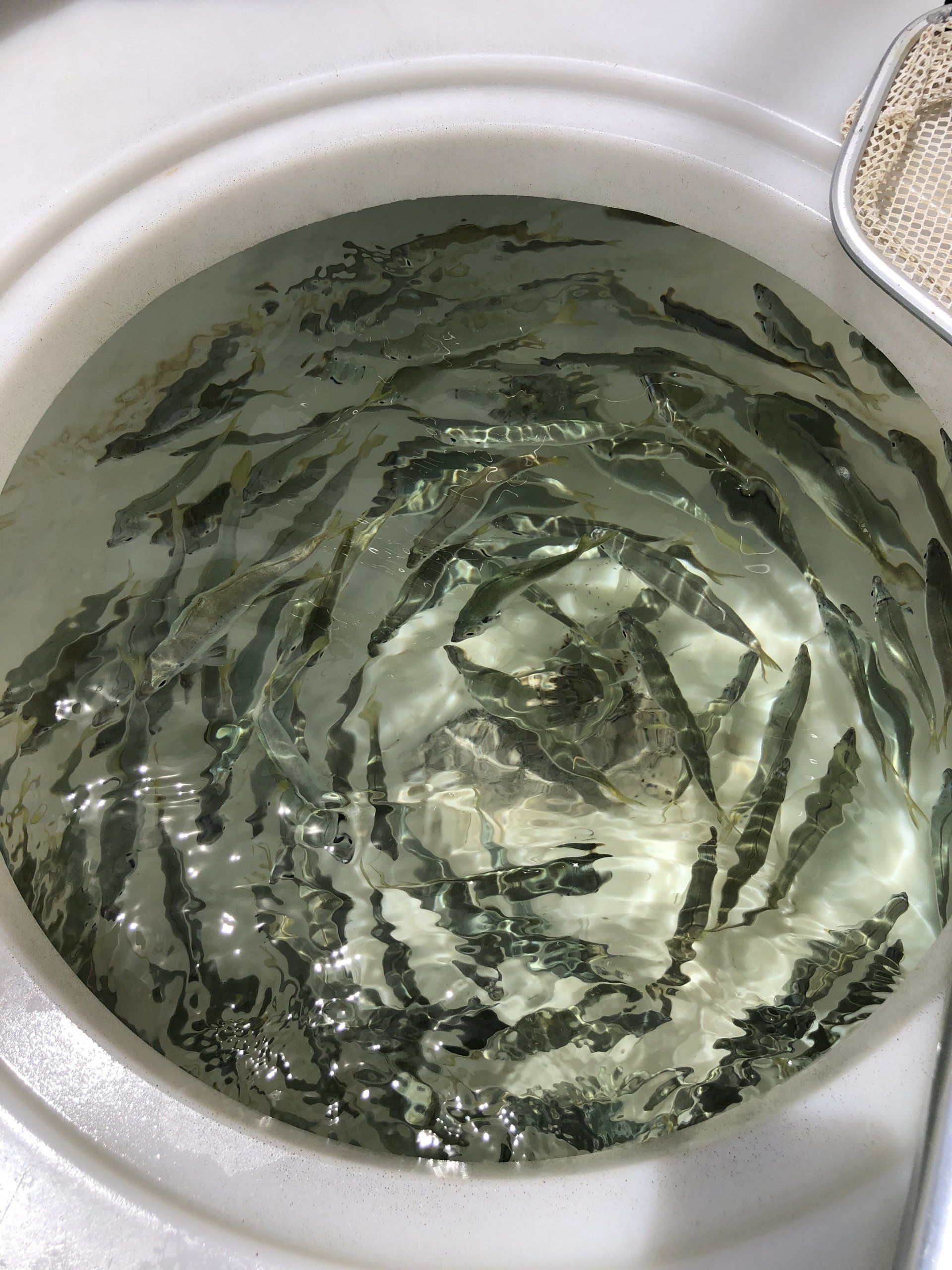 A bunch of fish are swimming in a washing machine.
