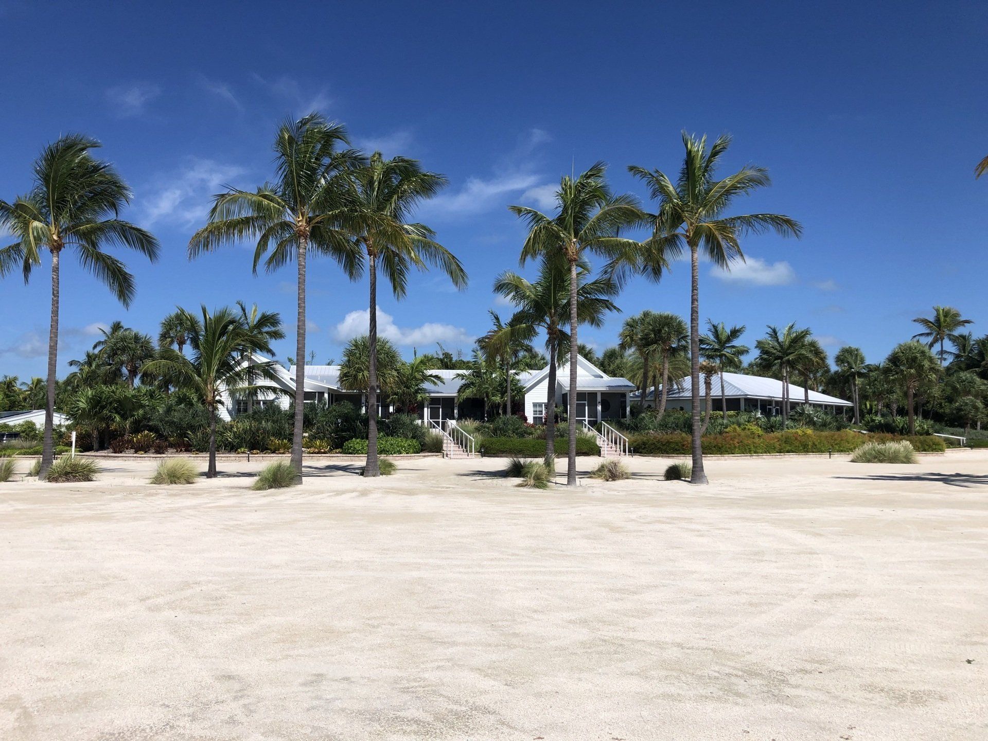 A beach with palm trees and houses in the background